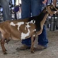 Brown-and-white goat standing beside a person in jeans at an indoor livestock show