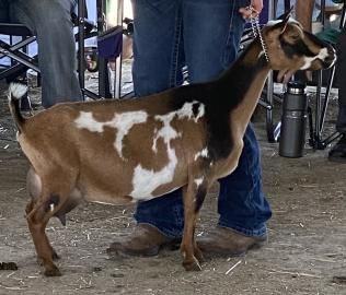 Brown-and-white goat standing beside a person’s legs in an indoor livestock area
