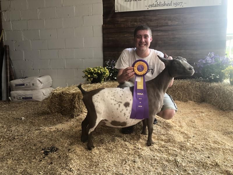 Person kneeling behind a spotted goat with a purple ribbon in a straw-lined show pen