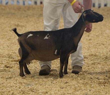 Black goat standing in a show ring beside a handler on a straw-covered floor