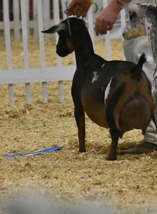 Black goat with white markings standing on straw in a show ring, held by a handler near a white fence