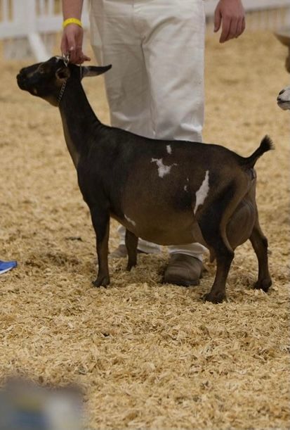 Black goat with white patches standing on straw beside a person in a show ring