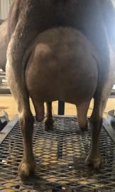 Rear view of a brown dog standing on a patterned metal surface outdoors