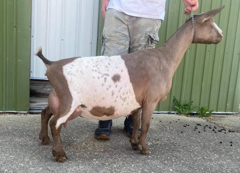 Brown-and-white goat standing beside a person in front of a green building