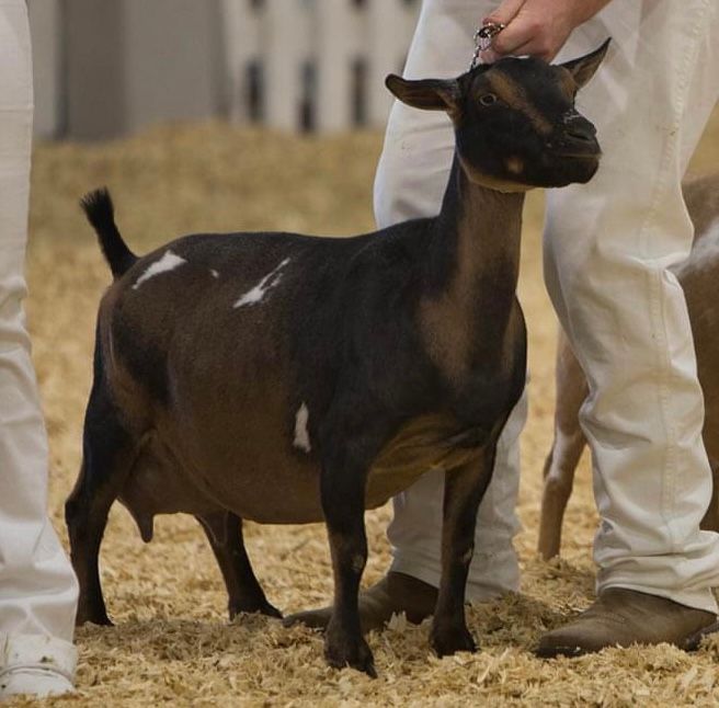 Dark brown goat standing on straw at a livestock show, held by a handler in white pants