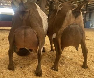 Two brown goats standing side by side in a barn with a straw-covered floor