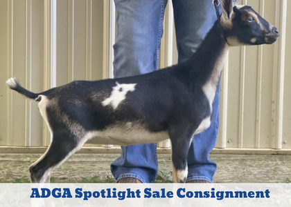 Black and white goat standing beside a person’s legs in front of a barn wall with “ADGA Spotlight Sale Consignment” text