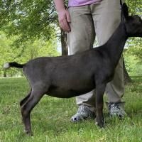 Black goat standing on grass beside a person's legs in a leafy outdoor setting