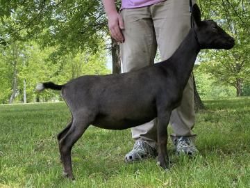 Black goat standing on grass beside a person in khaki pants, outdoors under trees