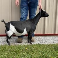 Black-and-white goat standing beside a person on a leash in a gravel yard