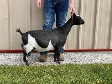 Black and white goat standing beside a person in jeans in front of a beige barn wall