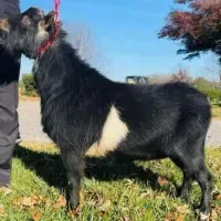 Black goat with white side patch standing on grass outdoors, wearing a red collar