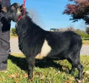 Black dog with white chest standing on grass outdoors, held by a person on a leash.