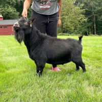 Black goat standing on grass beside a person in a park-like setting