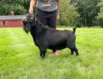 Black goat standing on grass with a person holding it, outdoors near a red building and trees.