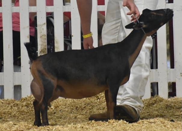 Brown and black goat standing in a show ring beside a handler in white pants