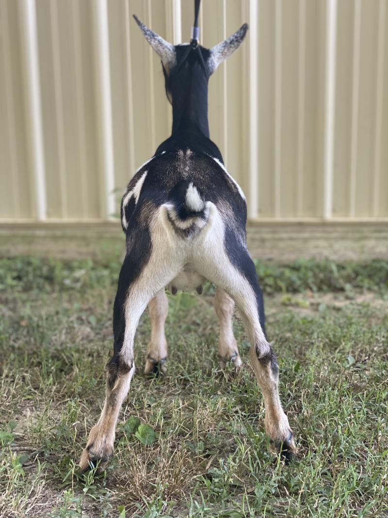 Rear view of a black and white goat standing on grass in front of a beige wall