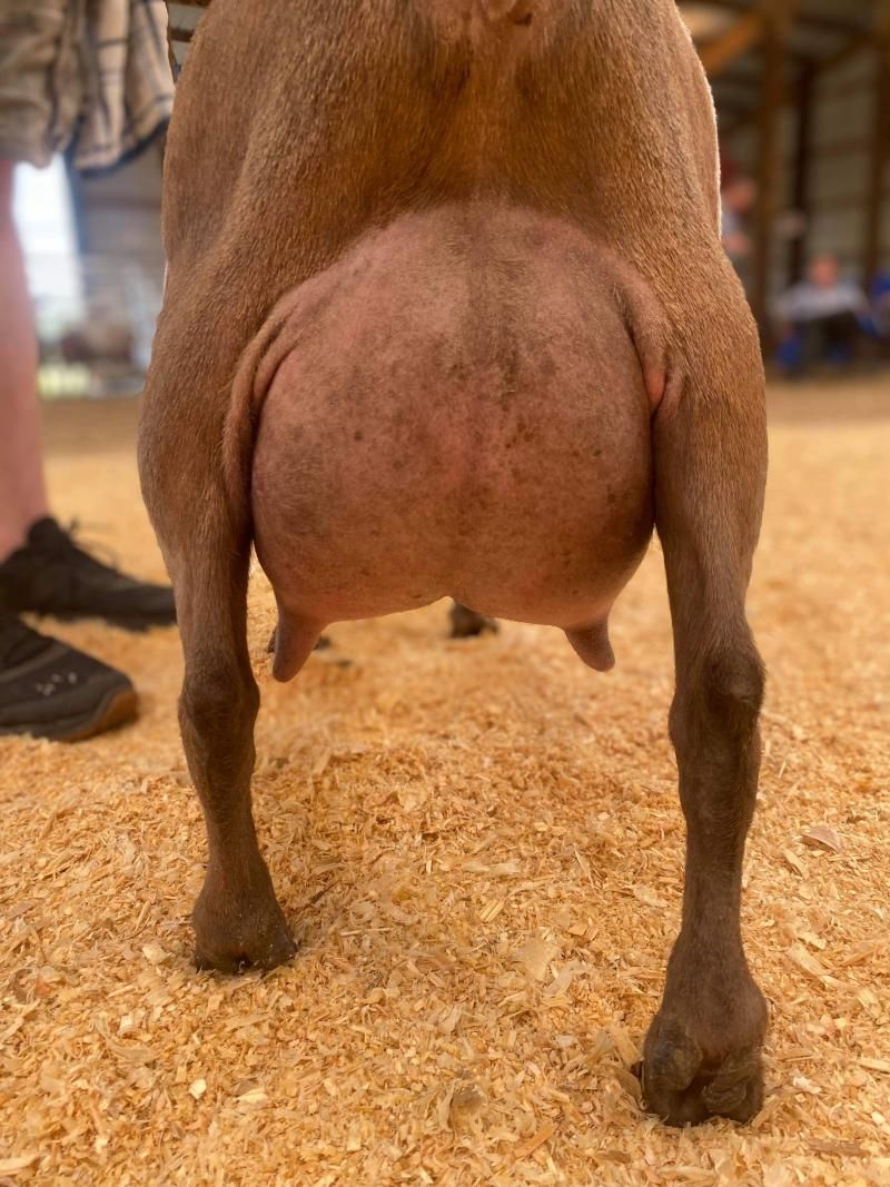 Rear view of a brown goat with a large udder standing on straw indoors
