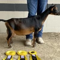 Black-and-tan dog standing side view indoors beside a person’s legs and yellow award ribbons on the floor