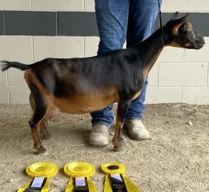 Black and tan dog standing beside a person’s legs with yellow ribbons on the floor