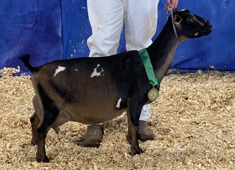 Black goat with green ribbon stands on straw beside a person in white pants and a blue backdrop.