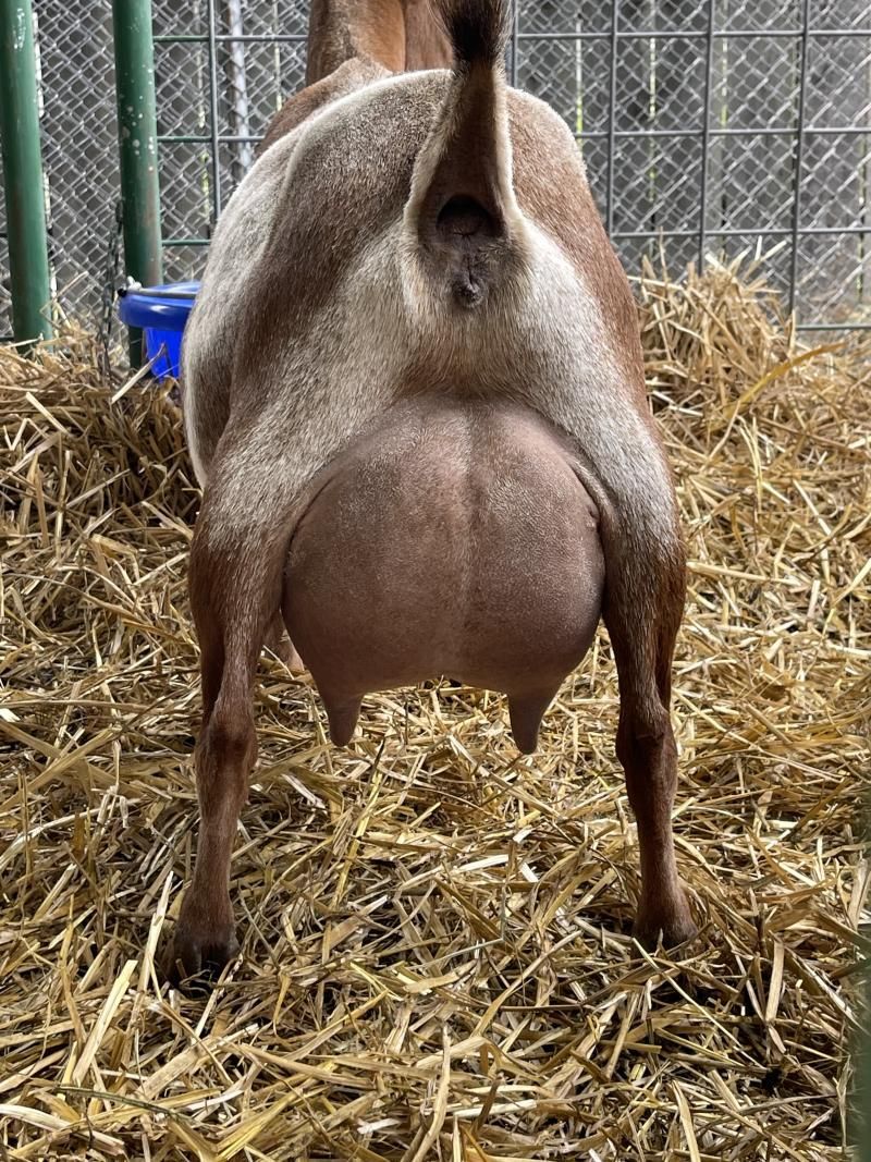 Rear view of a pregnant goat standing on straw in a fenced pen