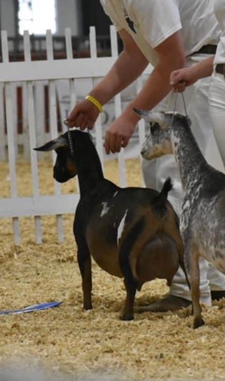 Two goats being held at a livestock show, one black and tan and one gray, in a straw-covered pen.