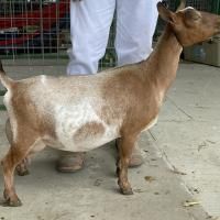 Brown and white goat standing on a concrete floor near a person’s legs