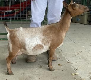 Brown-and-white goat standing on concrete indoors, with a person’s legs visible behind it