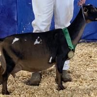 Black goat with a green ribbon and medal standing on straw at a show