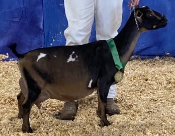 Black and brown goat with medal, standing on wood shavings in front of a person in white pants and blue backdrop