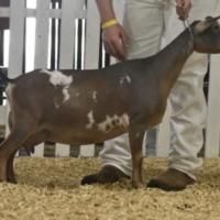Brown-and-white goat standing on straw at a livestock show, held by a handler in beige pants.