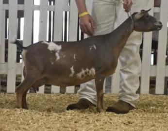 Brown-and-white goat standing in a show pen, held by a handler on a wood-shavings floor.