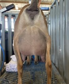 Rear view of a brown goat standing in a narrow indoor stall with corrugated metal walls.