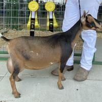 Brown and black dairy goat standing beside a handler, with two yellow ribbons in the background