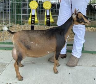 Brown-and-black goat standing beside a person, with award ribbons displayed in the background