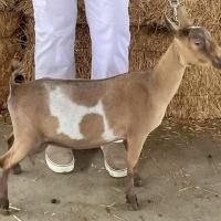 Brown goat with white patches standing beside a person in white pants and shoes, in front of hay bales