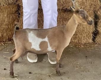 Brown-and-white goat standing in front of hay bales, beside a person’s legs.