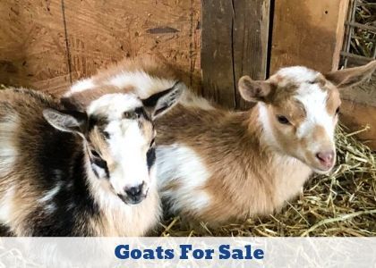 Two goats resting in a barn with a “Goats For Sale” sign underneath