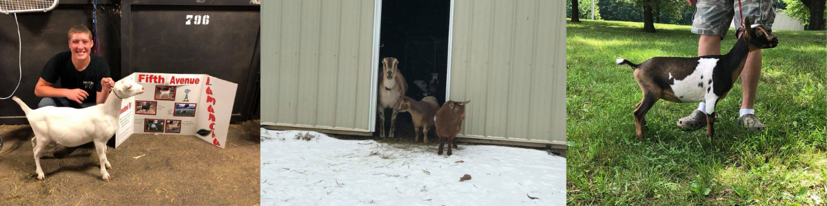 Man with two dogs near a barn; one dog stands by his feet, another walks on grass outdoors.