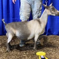 Gray goat standing on straw in front of blue curtain, with a person behind it.
