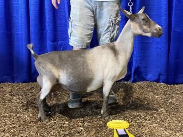 Small goat standing indoors on wood chips, with a blue curtain backdrop and a yellow marker nearby.