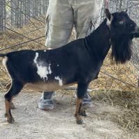 Black-and-white goat standing beside a person in a fenced outdoor area