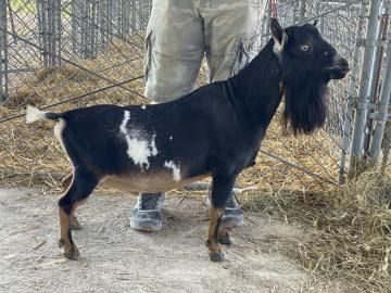 Black and white goat standing in a fenced pen beside a person in tan pants