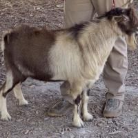 Small brown-and-white goat standing beside a person’s legs on a dirt ground