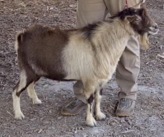 Small brown-and-white goat standing beside a person’s legs on gravel outdoors