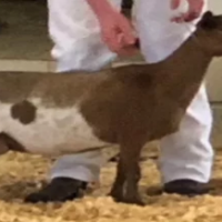 Brown-and-white goat standing on straw in front of a person in white pants and black shoes