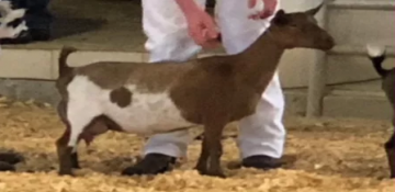 Brown-and-white goat standing on a wood-shaving floor beside a person in white pants.