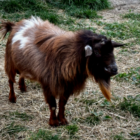 Brown-and-black goat standing on grass and hay outdoors