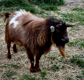 Small brown-and-black goat standing on dry grass with a grassy background